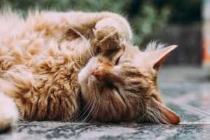 Verschillende soorten kattenbakken waaronder open, gesloten en katten bakken met lade systeem