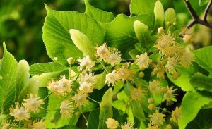 Pot lindehoning met lindebloesems: natuurlijke, aromatische honingsoort met verfijnde smaak uit Nederlandse lindebomen