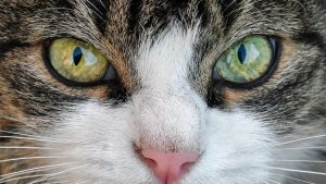 HOME Ingang van dierenwinkel in Rijssen met breed assortiment huisdierproducten en vriendelijk personeel