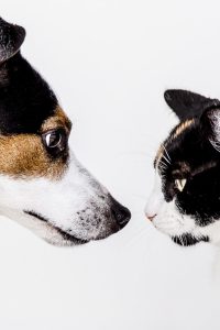 Dierenspeciaalzaak in Venray met premium producten, voeding en accessoires voor gezonde en gelukkige huisdieren